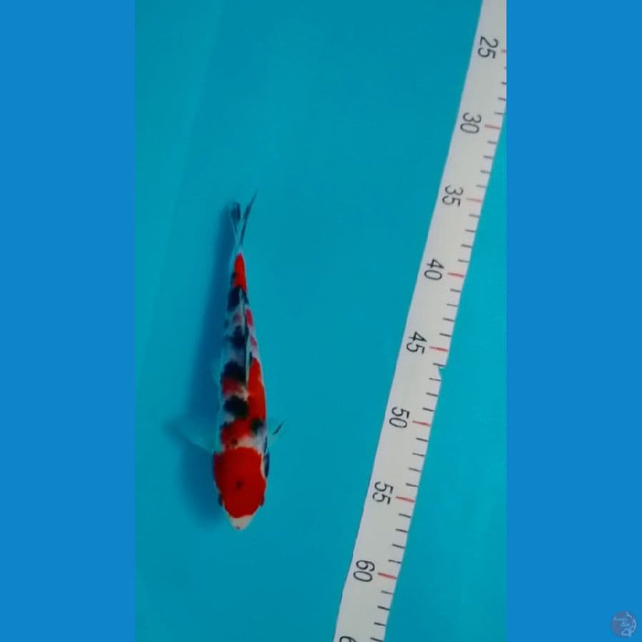 22 cm