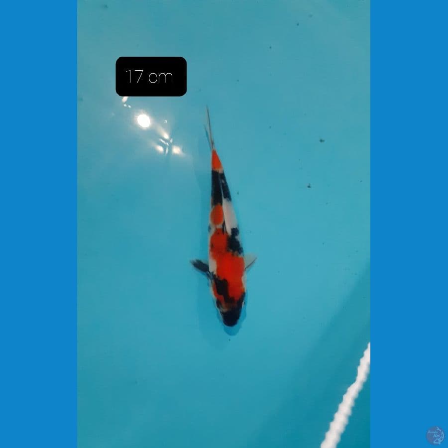 showa 17 cm