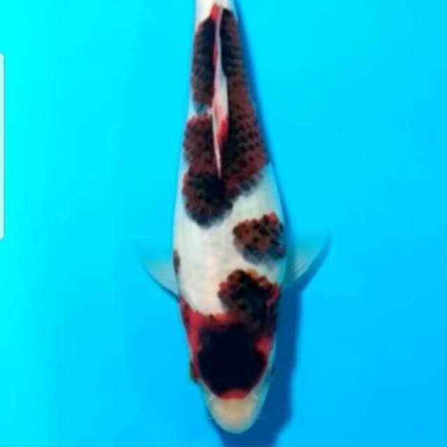 Goromo
