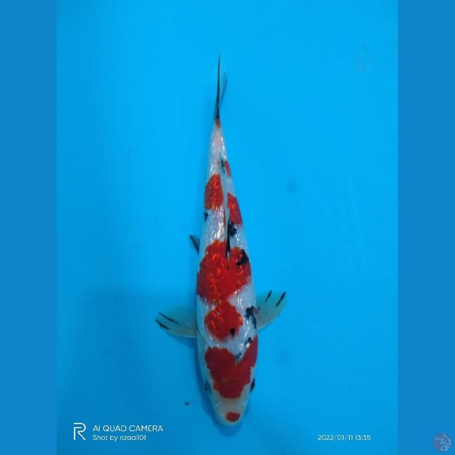 ginri 23 cm