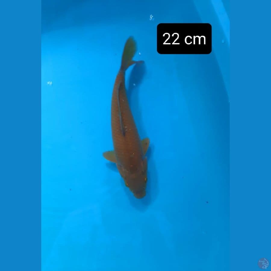 Chagoi 22 cm