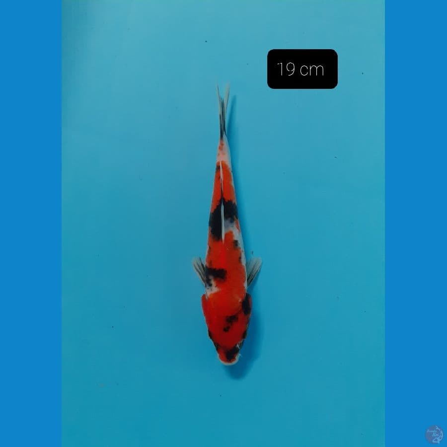 Showa 19 cm