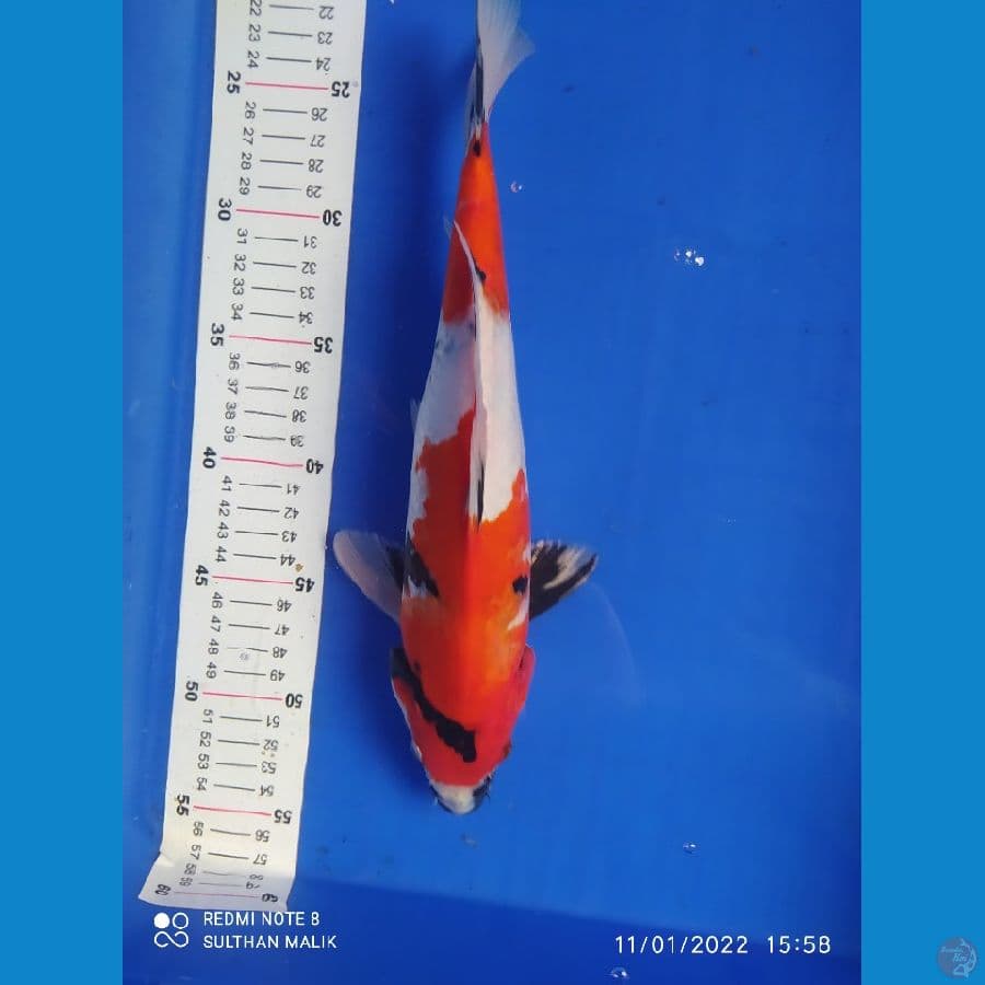 showa 31 cm