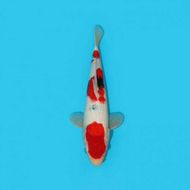 BKS ( SANKE 34 CM )
