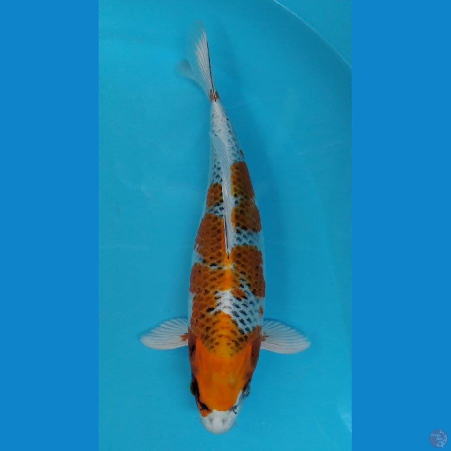 kujaku cling 34 cm