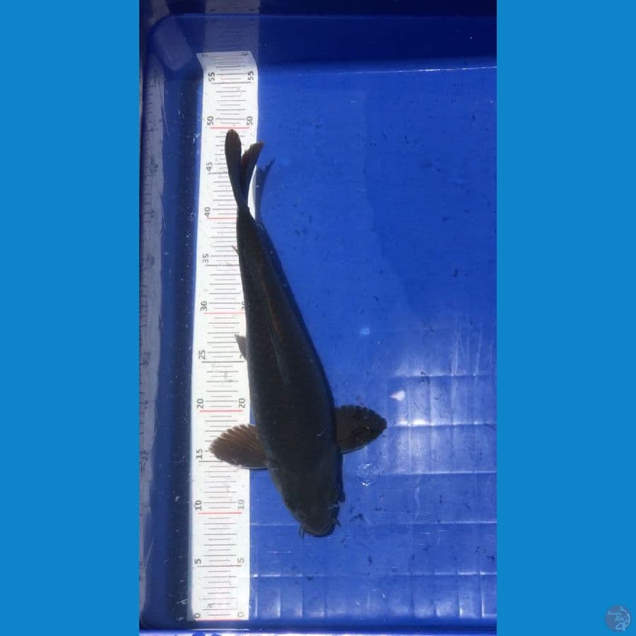Chagoi Hitam 40cm