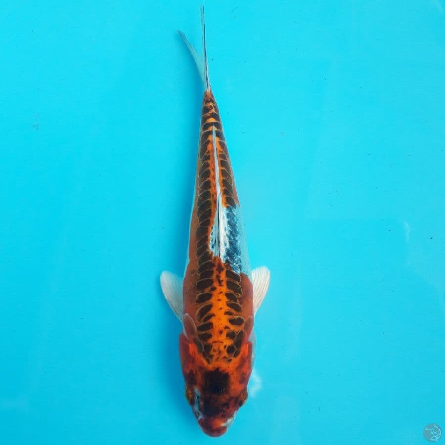 Kujaku Doitsu 18cm