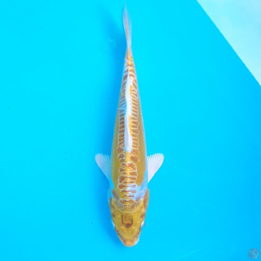 Doitsu Hariwake 23cm