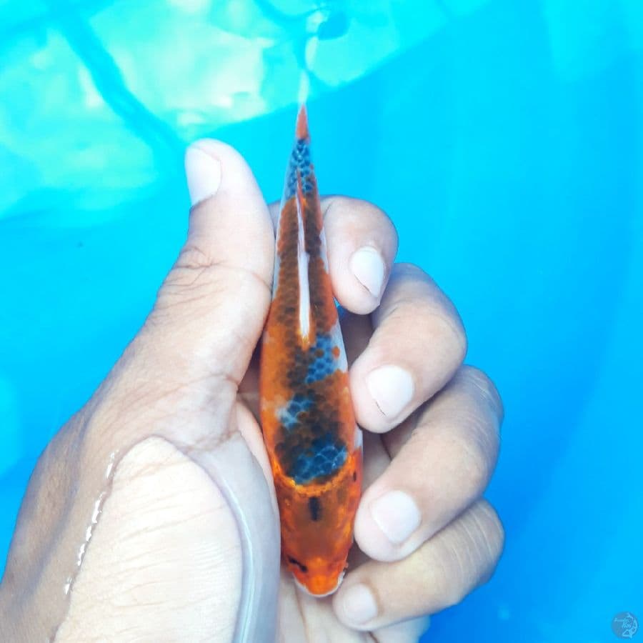 Minion Goshiki Racing 11cm