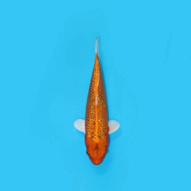 BKS ( ORENJI GINRIN 30 CM )