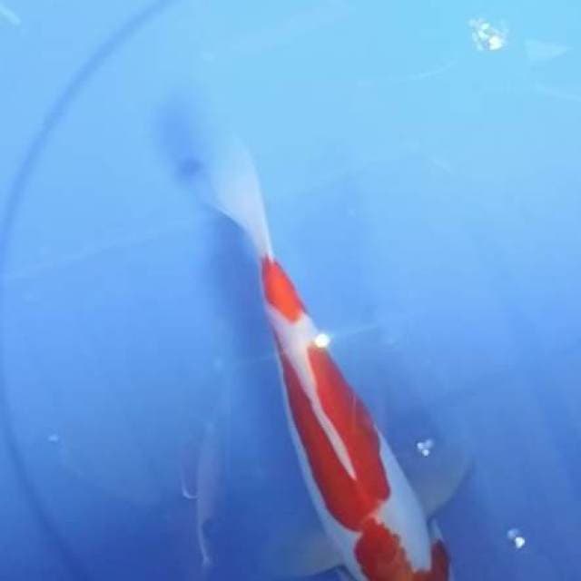Kohaku doitsu
