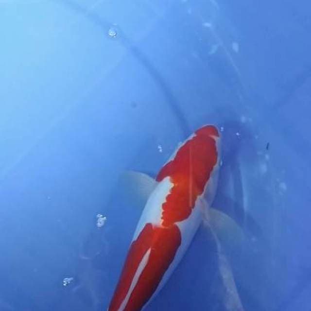 Kohaku doitsu