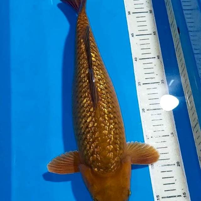 CHAGOI TEMBAGA GINDRIN BULKY PUNUK 42 CM