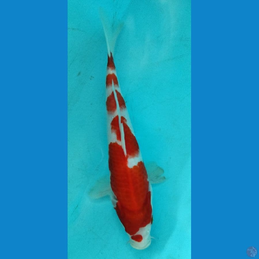 ~ 1 ~ Kohaku Kucibeni Maruten ORI