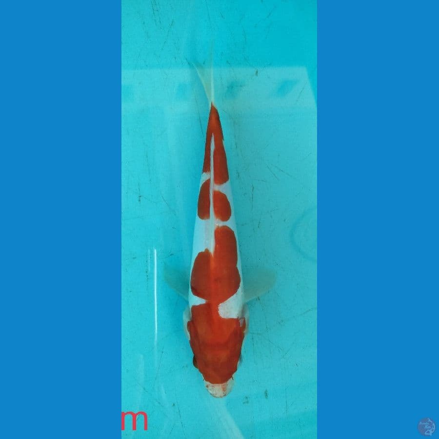 SU ~ 2 ~ Kohaku Doit 23cm