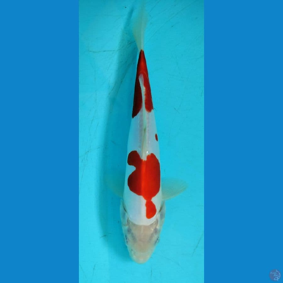 SU ~ 1 ~ Kohaku Doit 23cm