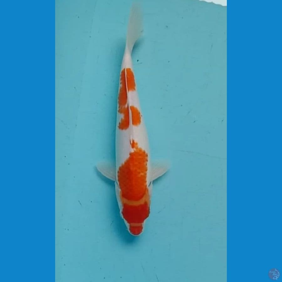 kohaku