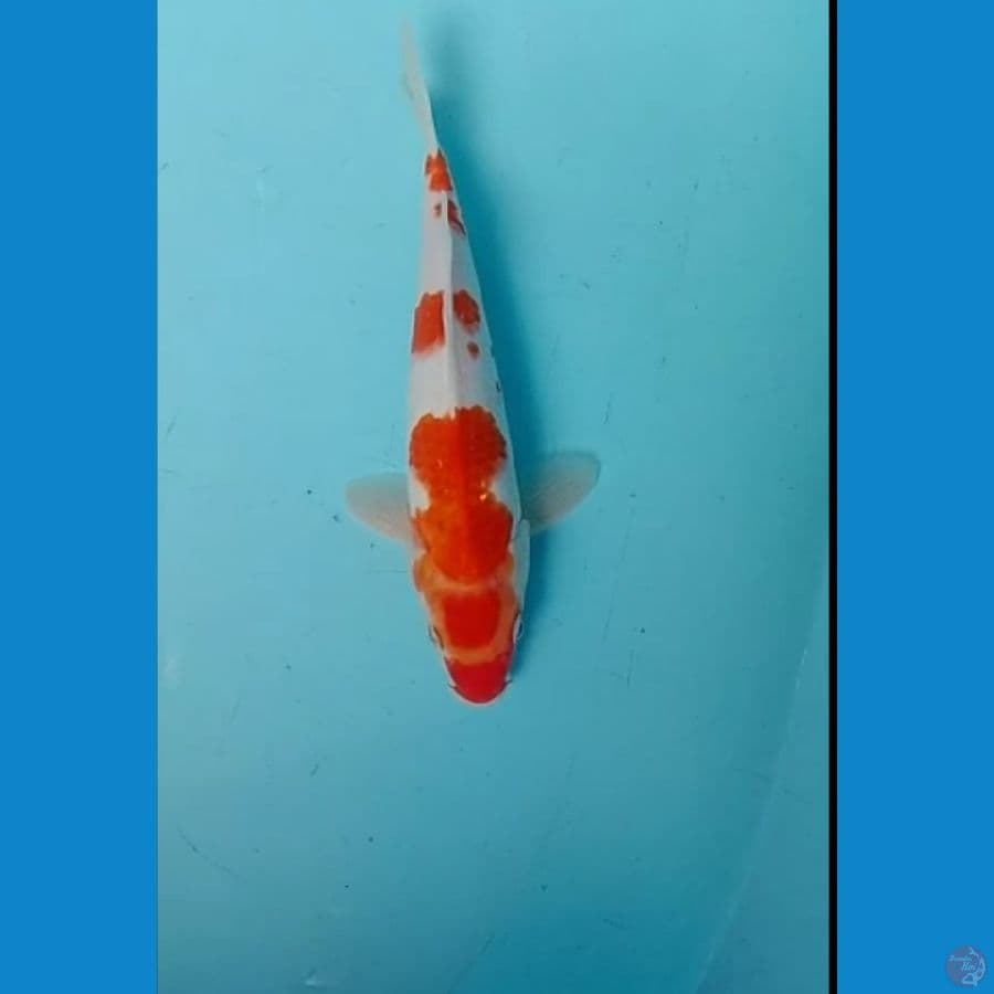 kohaku