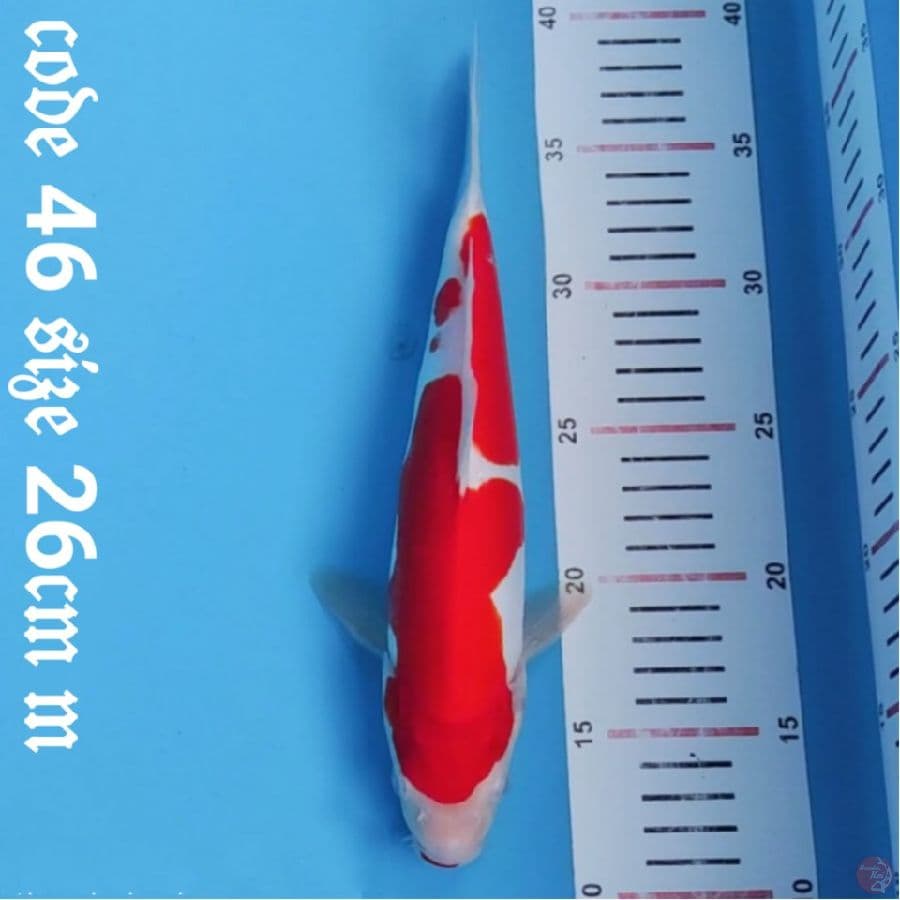 kohaku doitsu