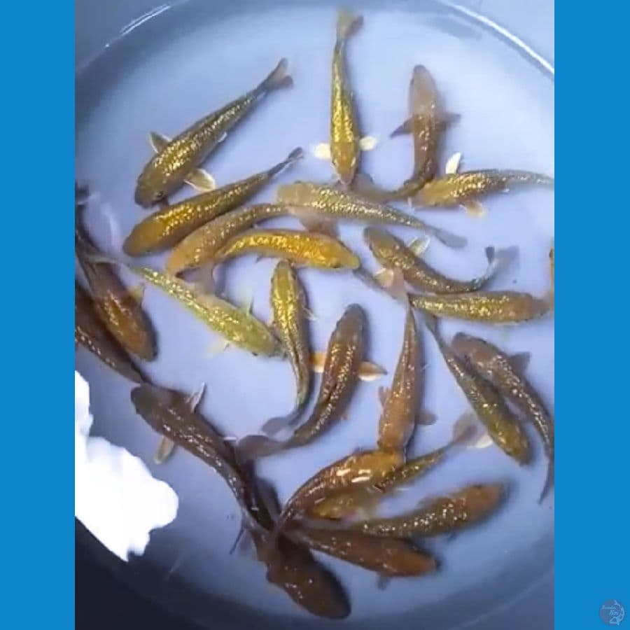 Midorigoi Ginrin 11 - 12 Cm, 25 Ekor