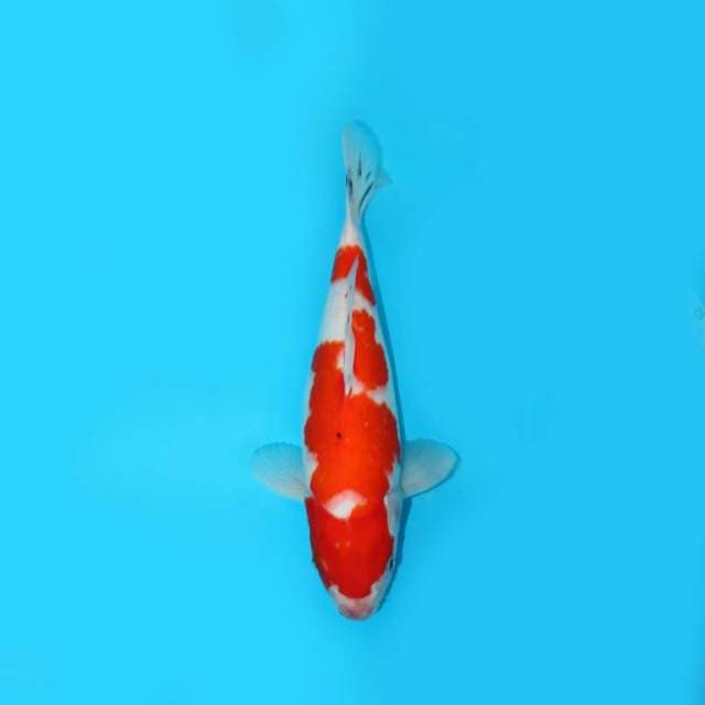 BKS ( KOHAKU 31 CM )