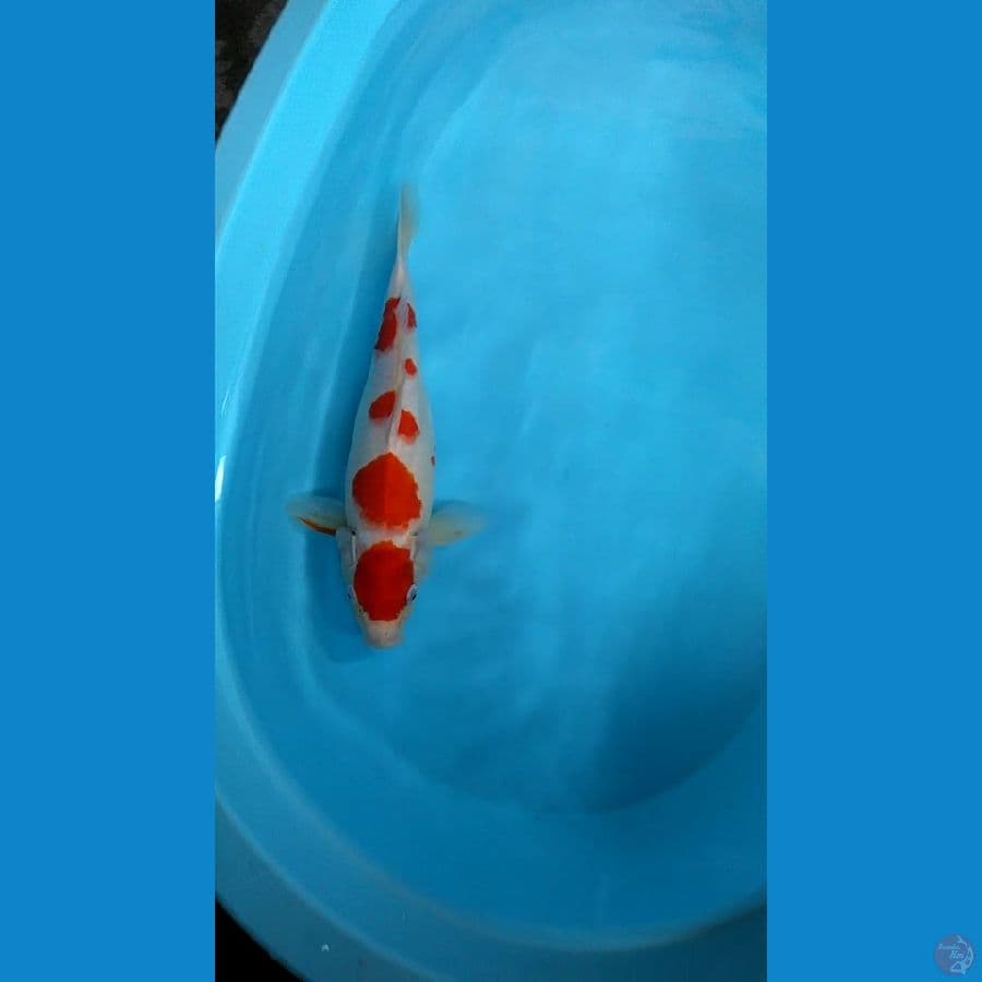 Kohaku 35cm.Fm