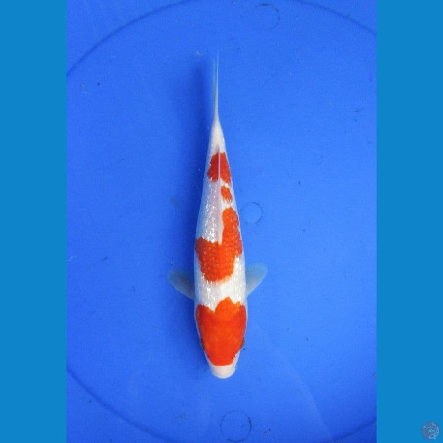 KOHAKU GINRIN