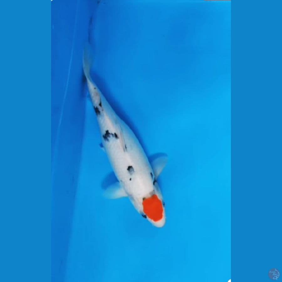 tancho sanke ori 32cm