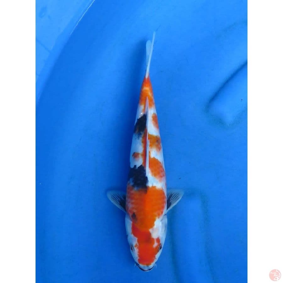 Showa Original - 31cm