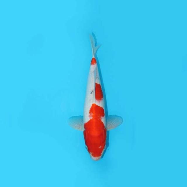 BKS ( KOHAKU 29 CM )