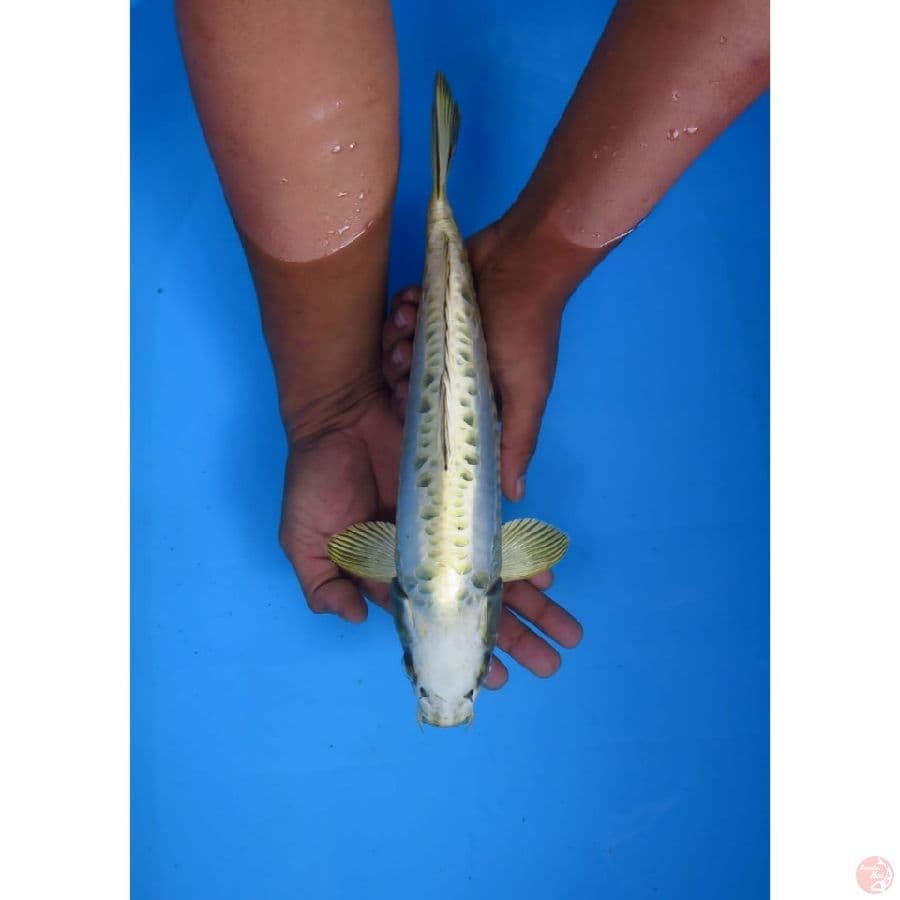 Mizuho Bersih - 32cm
