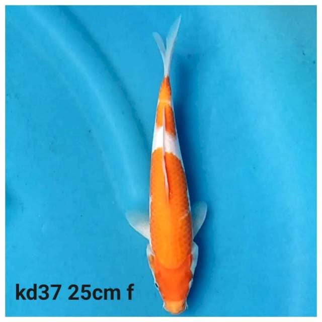kohaku f1