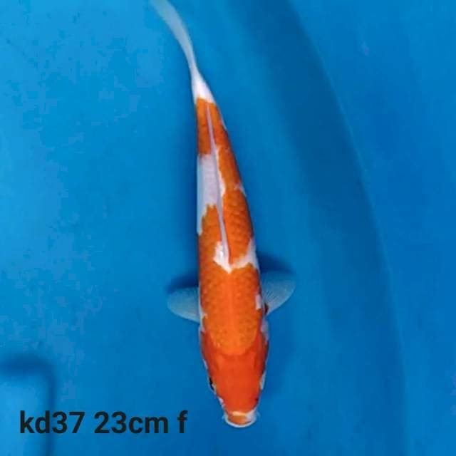 kohaku f1