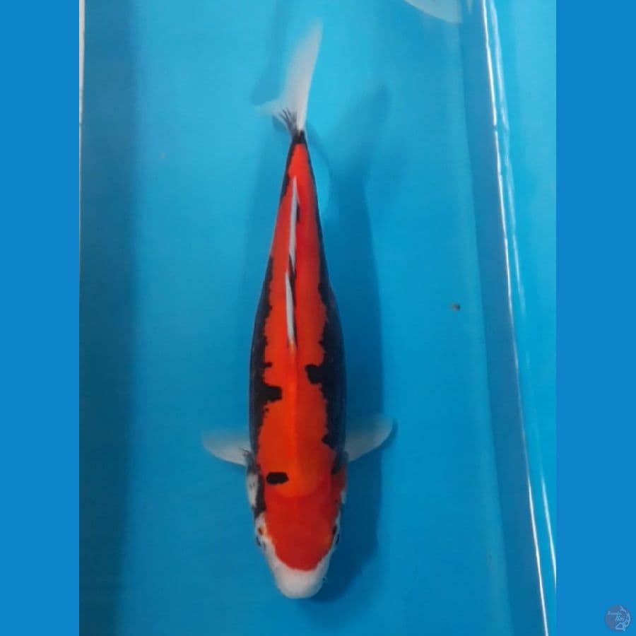 Beni Kumon