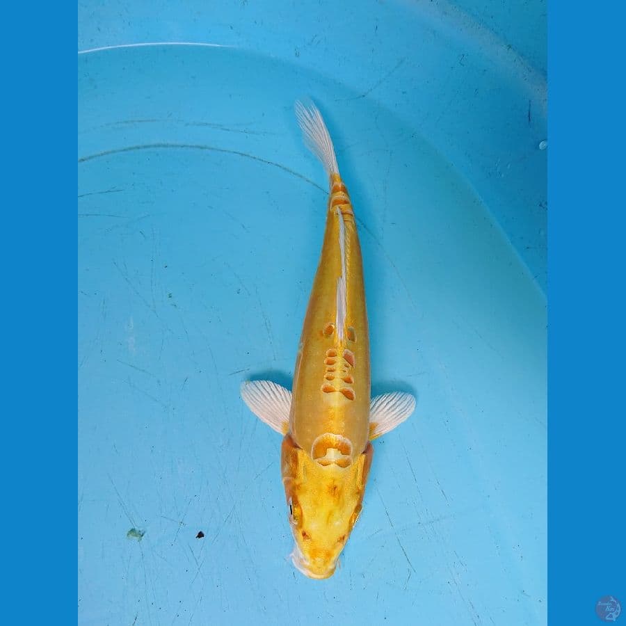 DOITSU OGON 30 cm