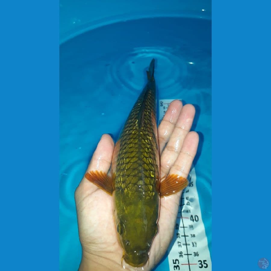 Midori Ginrin padat 26cm