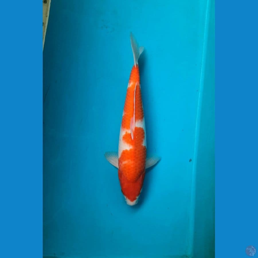 Kohaku 36cm Male