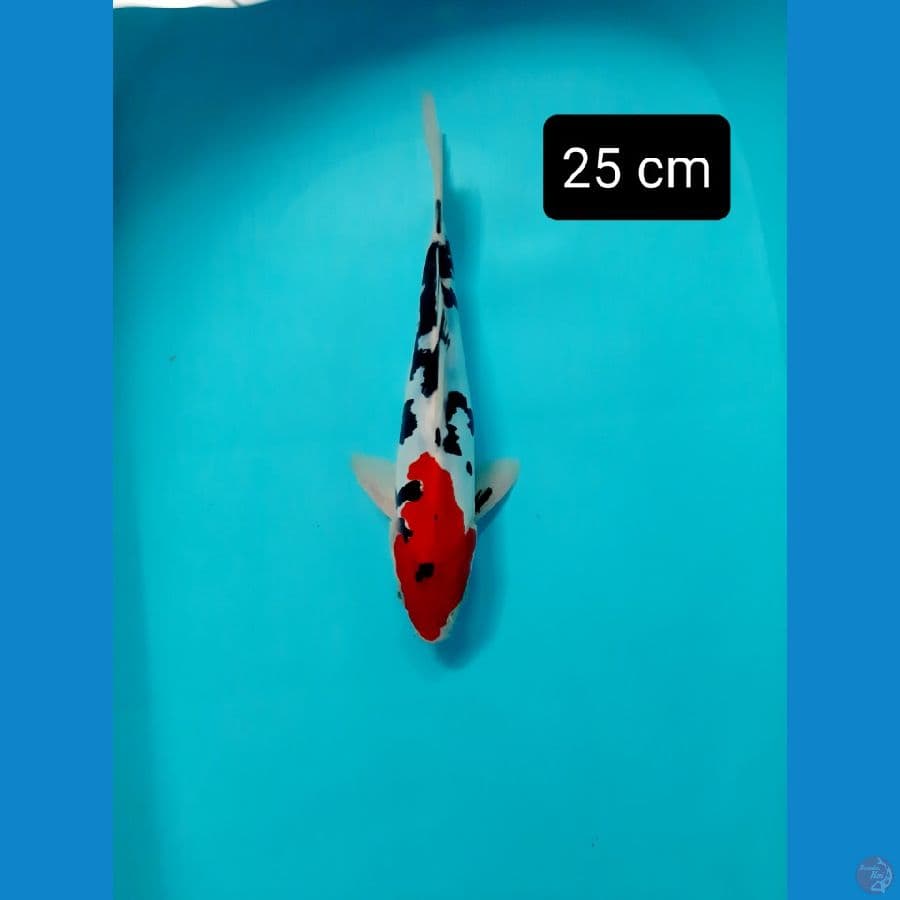 Doitsu 25 cm
