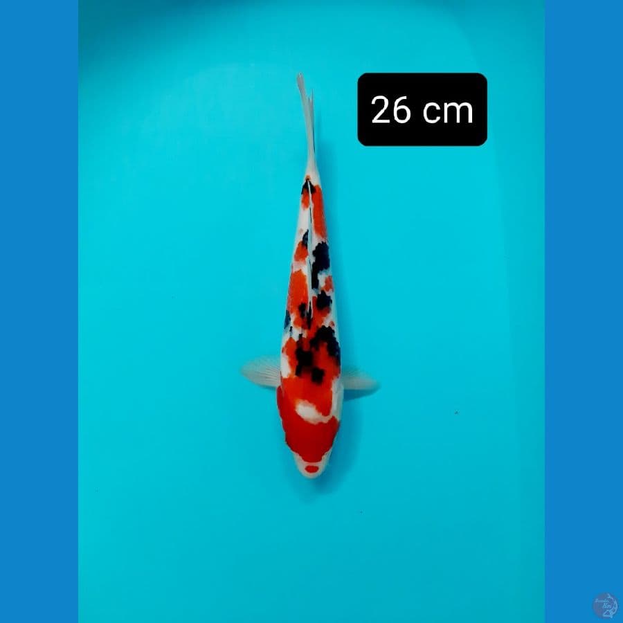 sanke 26 cm