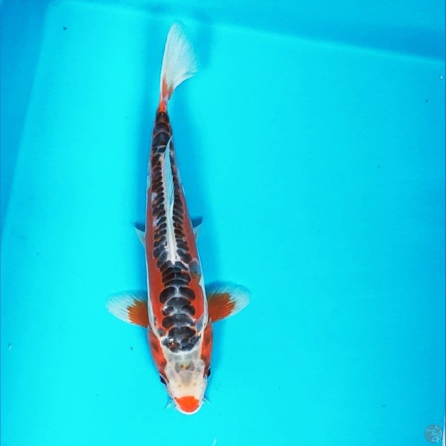 hana shusui strong 26cm