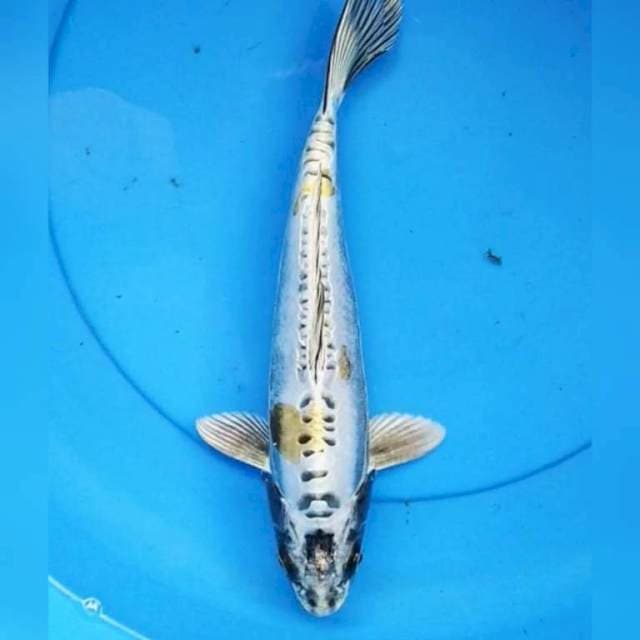 Kikokyuryu