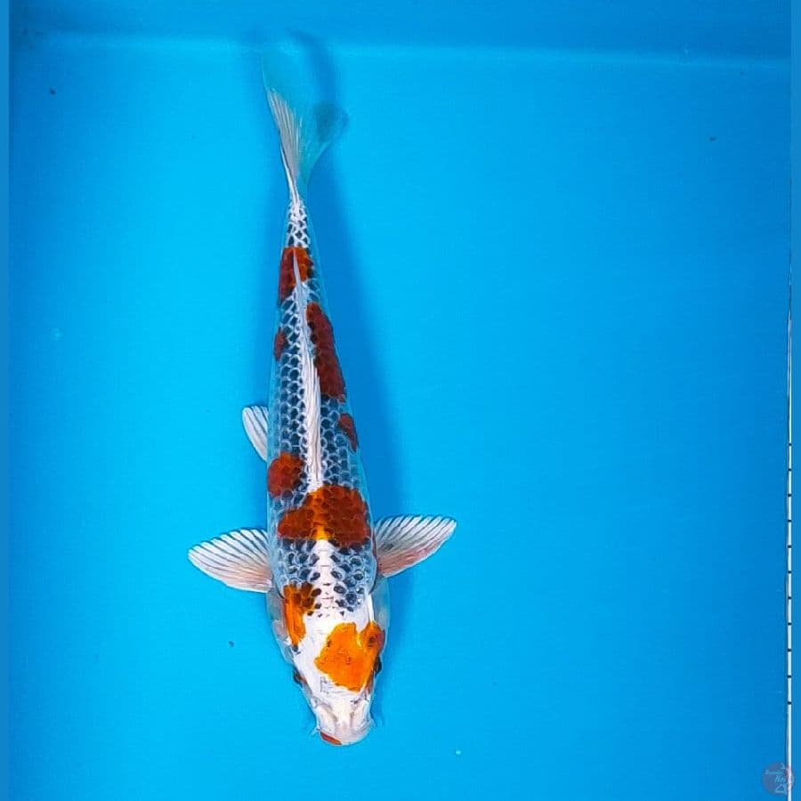 kujaku jos 25cm male