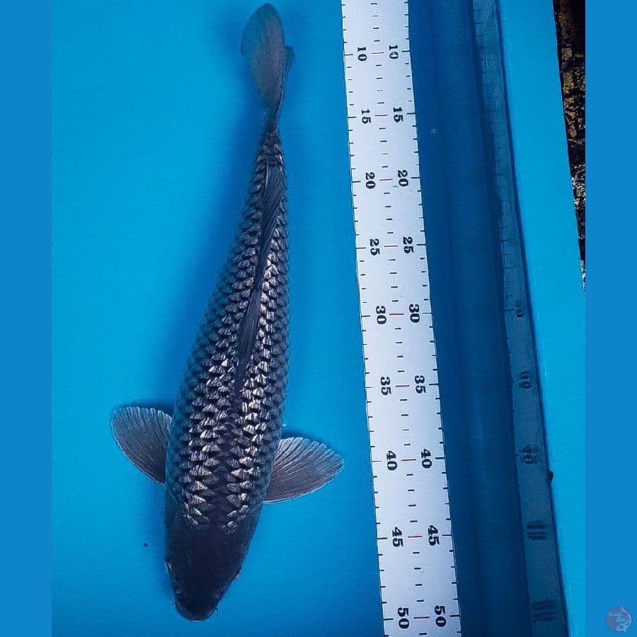soragoi ginrin jumbo 41cm male