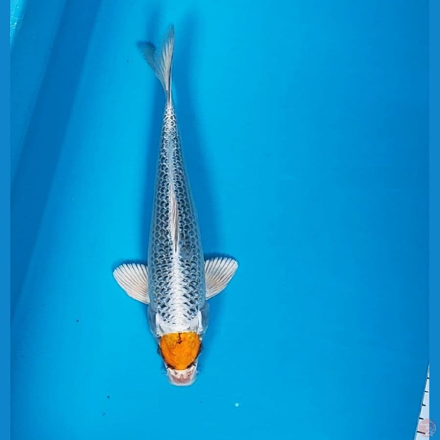 tancho kujaku 25cm male