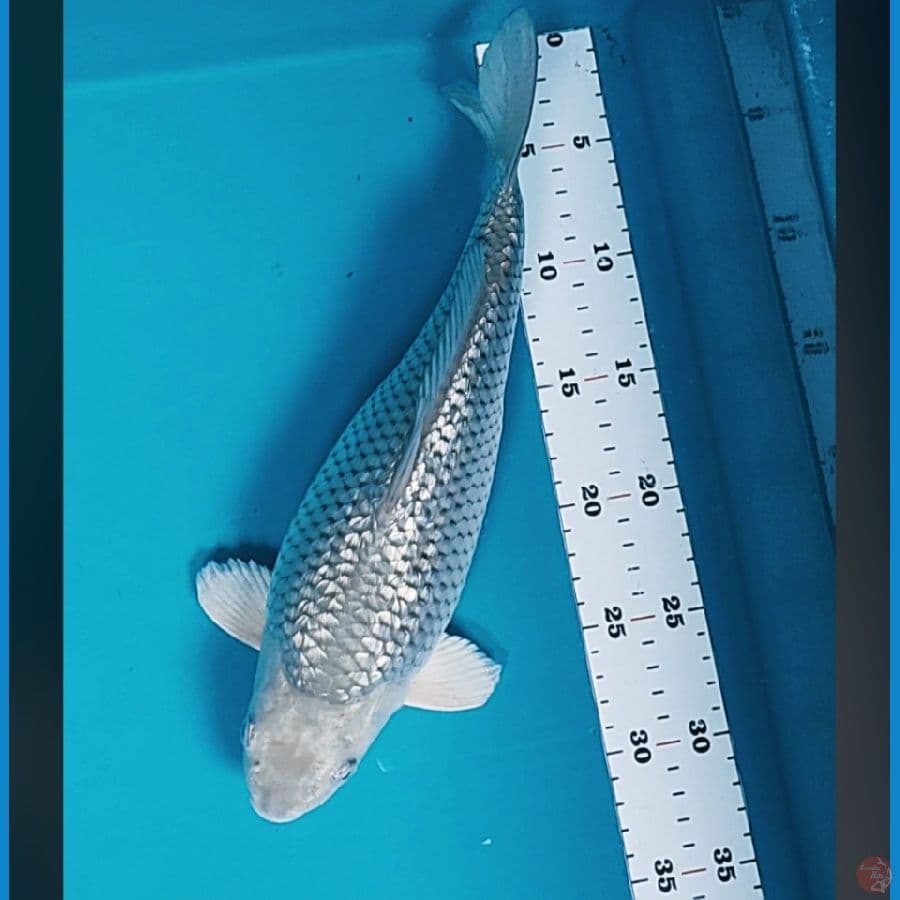 soragoi tamasaba 31cm male