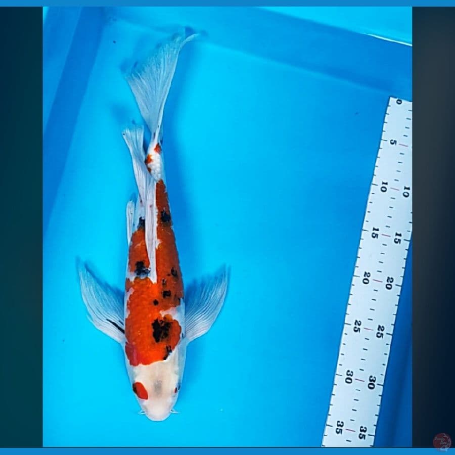 kumpay sanke strong 38cm male