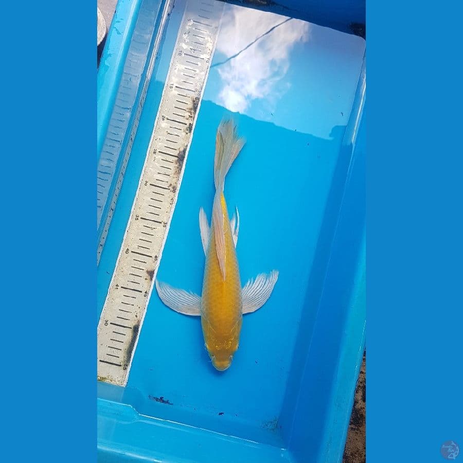 kumpay karashi 36cm