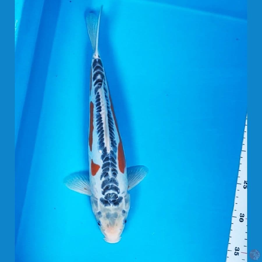 hana shusui 33cm male