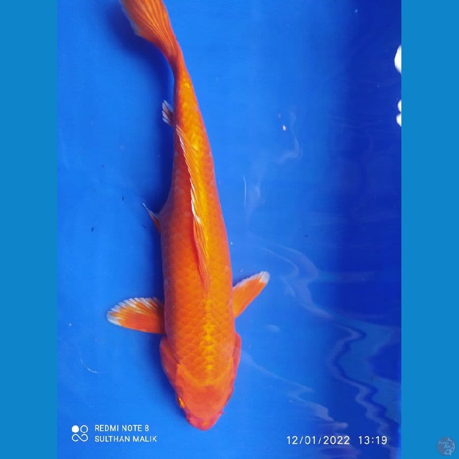 orienji ogon 27 cm