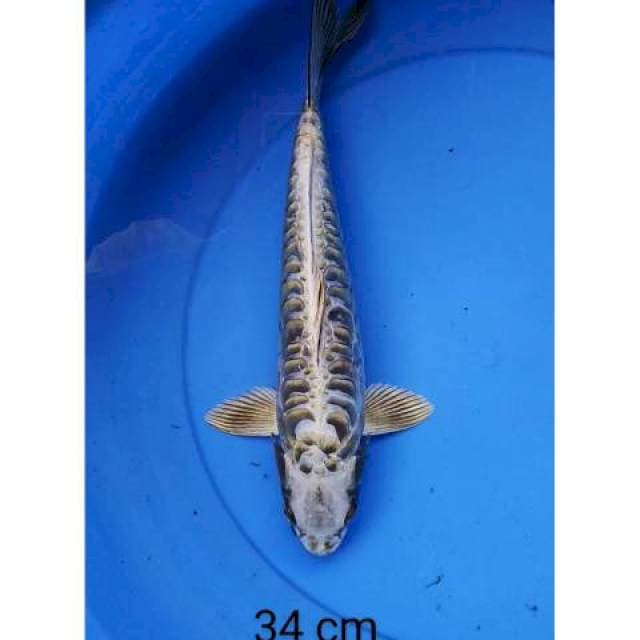 Mukashi Aragoke 34 cm